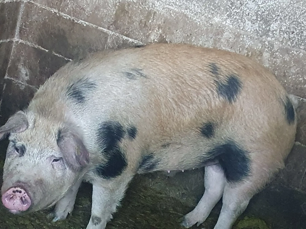 Vand un porc de 190kg. Crescut in gospodarie proprie
