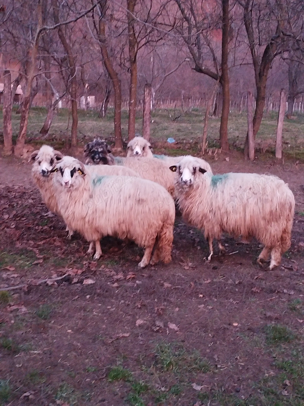 Oi de vanzare Arges Campulung