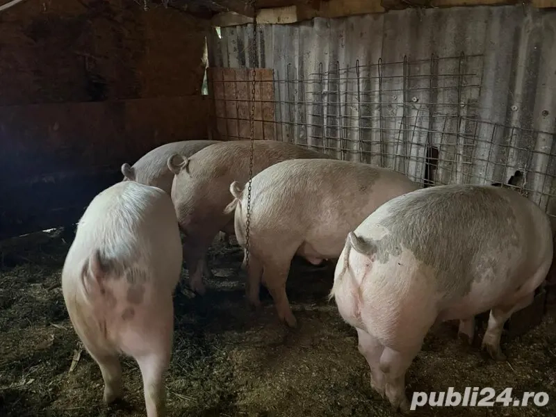 Porci de vanzare !!!     