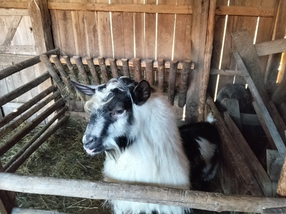 Vând 2 țapi pentru pastrama.