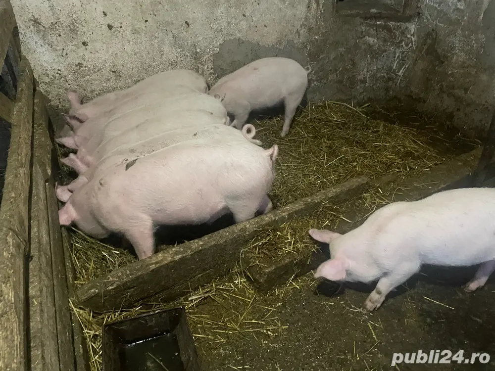 Vând purcei de carne PIC