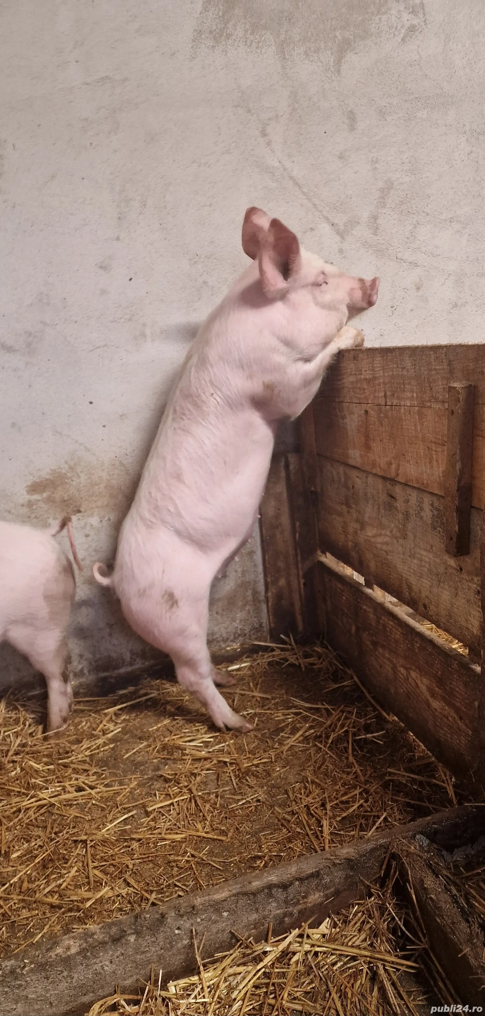 Vând scrofițe Pic