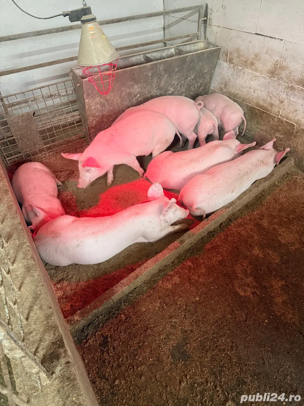 vand purcei Landrace.