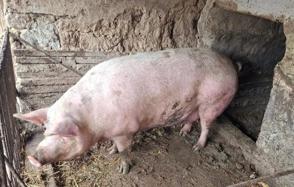 Porc mare de vanzare 350 kg