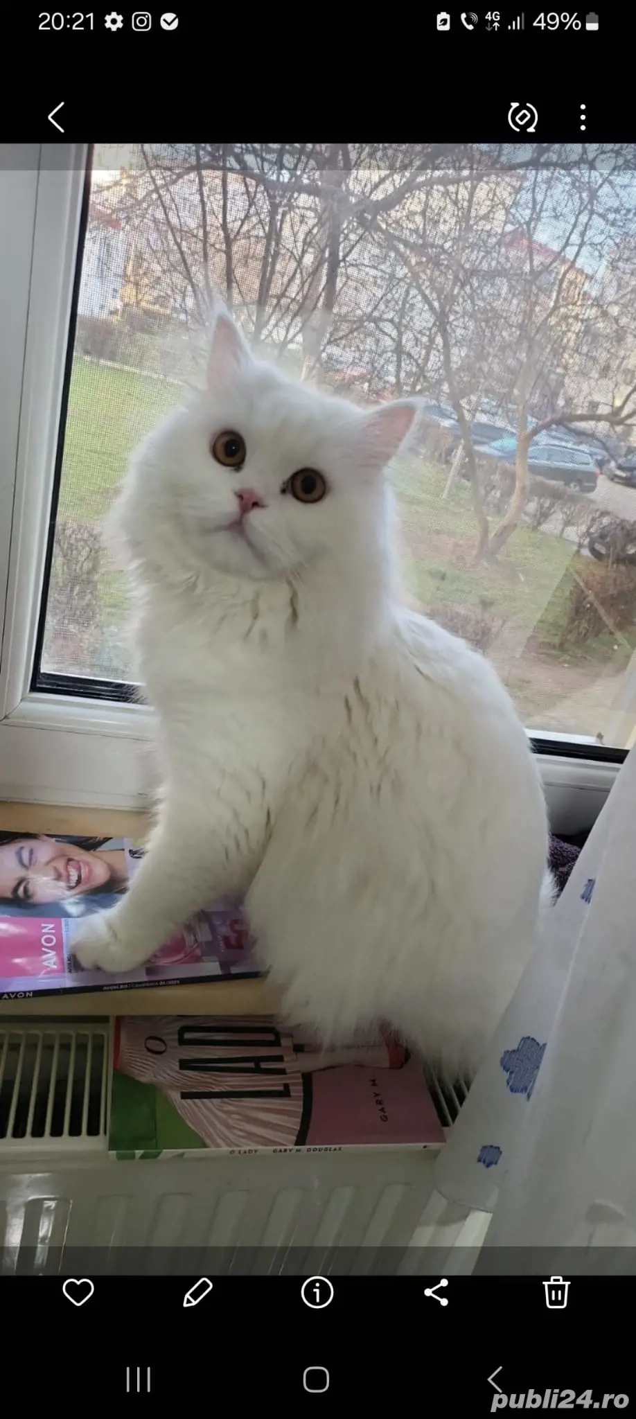 Vand British Shothair alb 