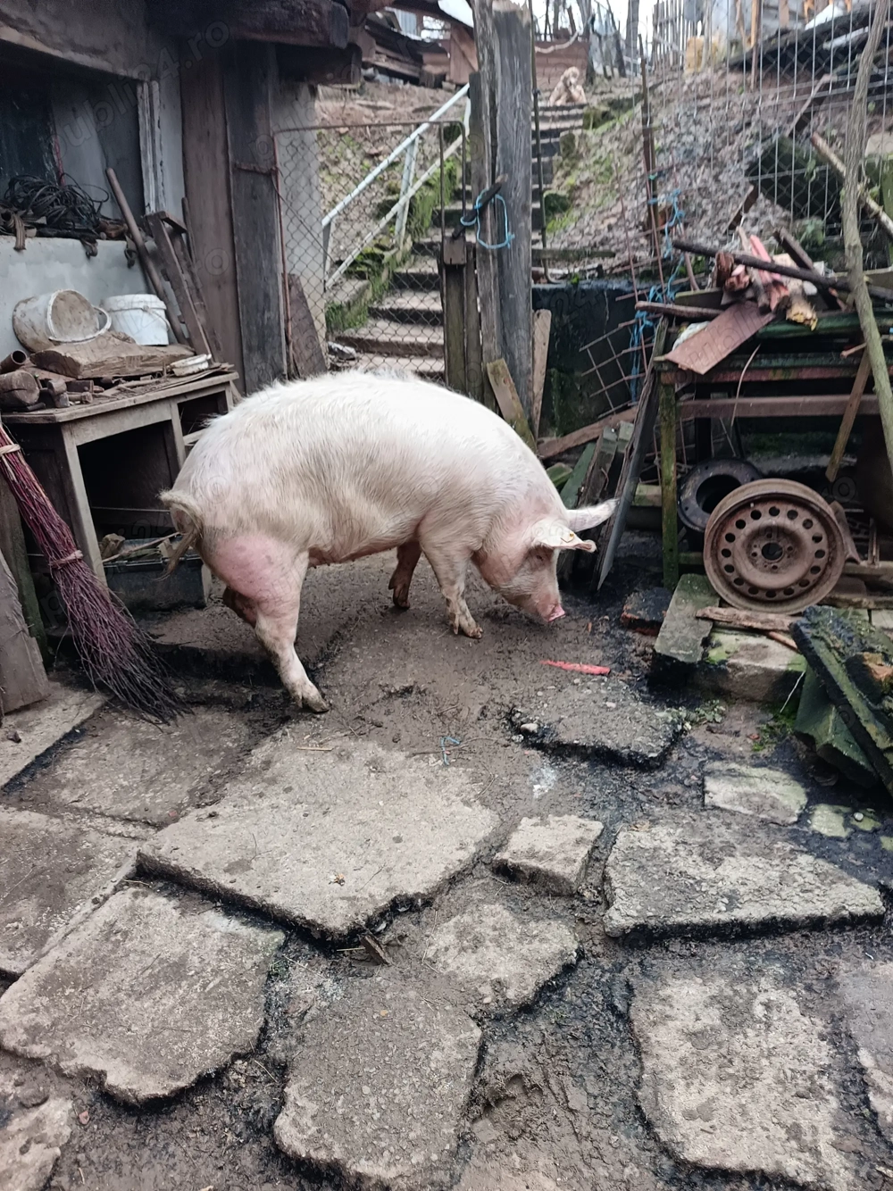 Vand porc de 120-130 kg 