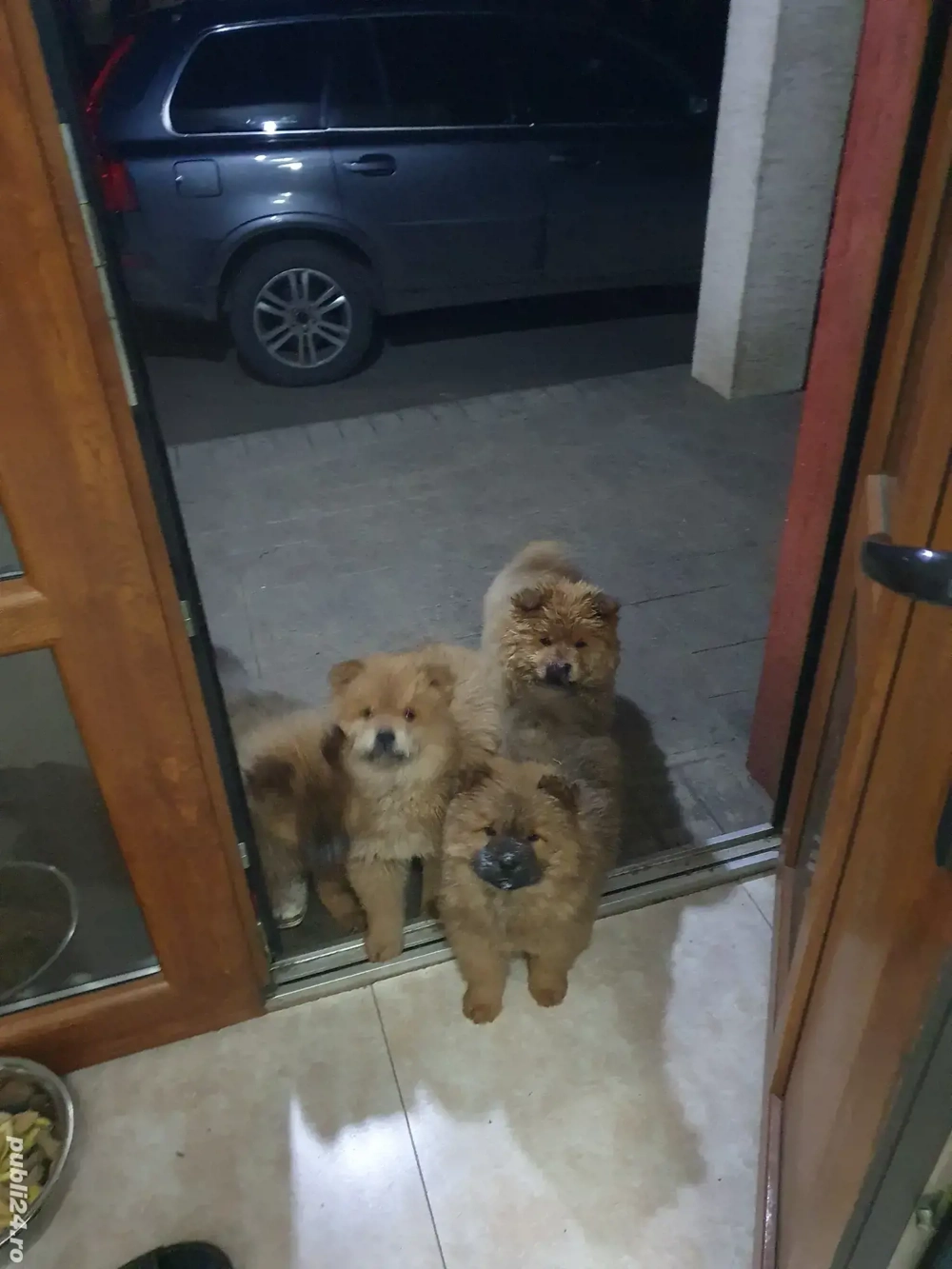 caței choow choow de vanzare 