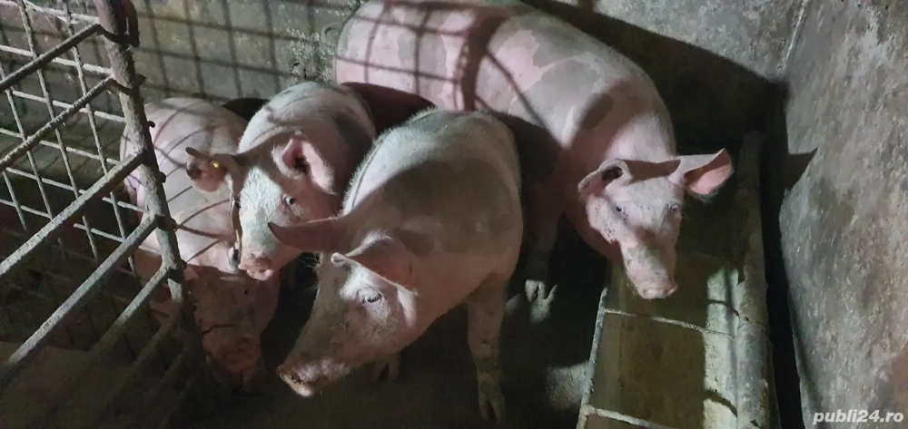 porci pietrain de taiat