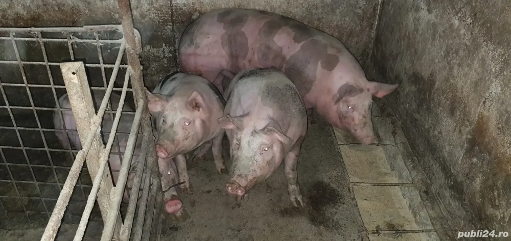 porci pentru sacrificat