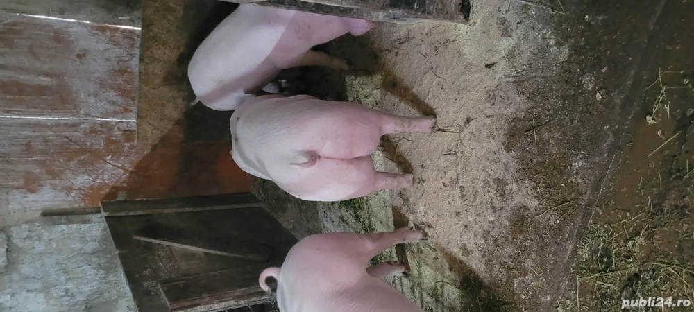porci de vanzare 80-120 kg ! se pot vinde si jumatati!  