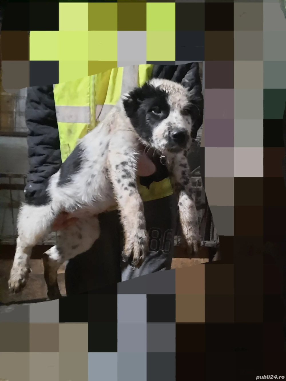 Ultimul Mascul Asia centrala 13 sap