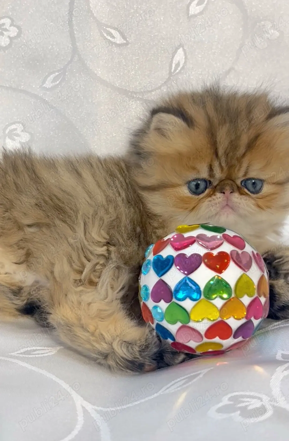 pisica persana chinchilla, cu pedigree