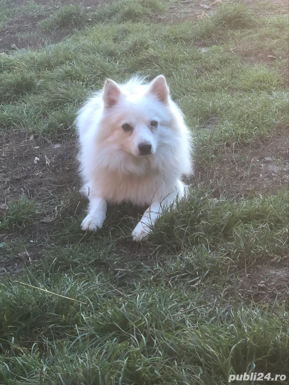 Șpit japonez "Pomeranian "