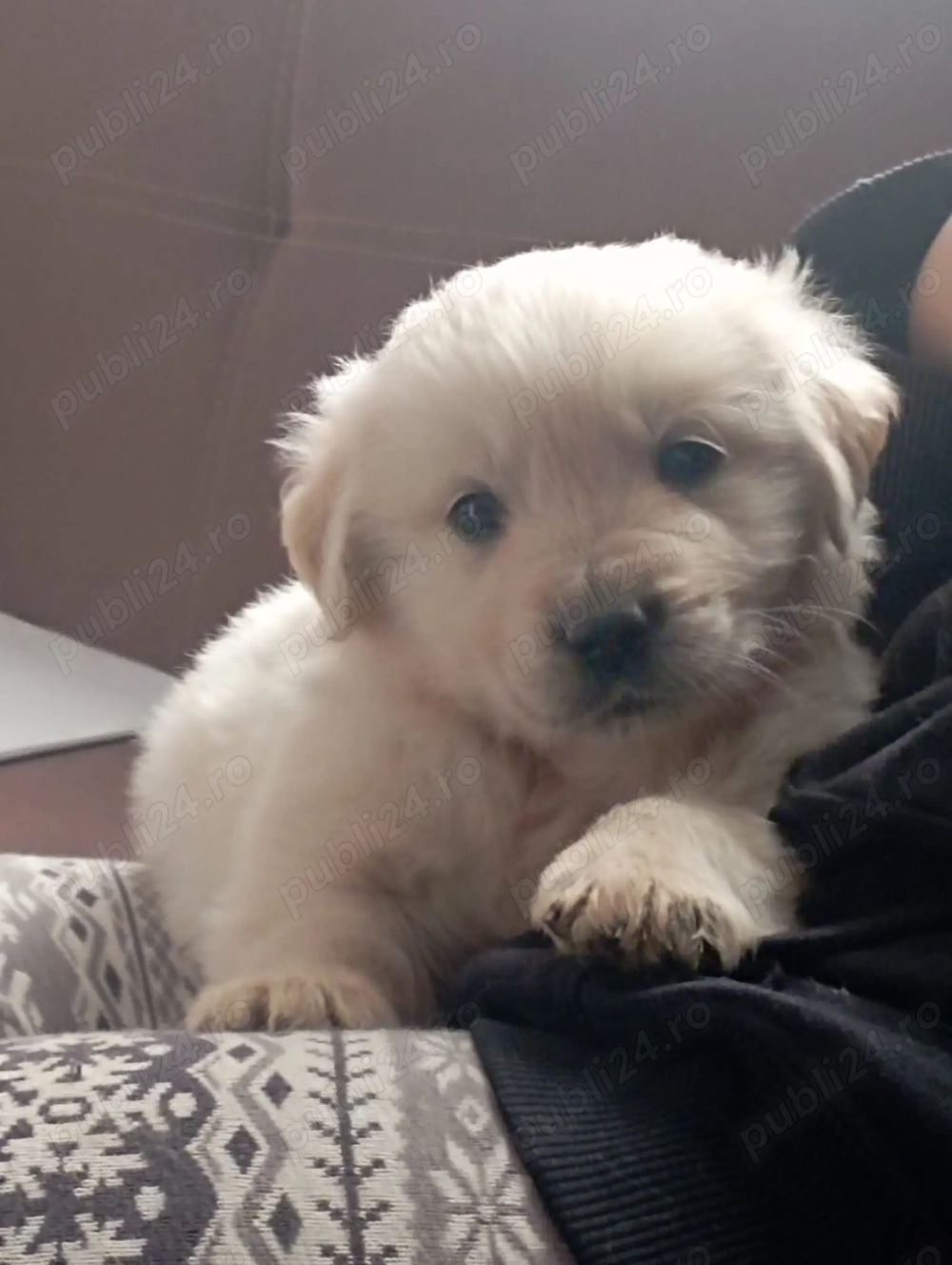 Golden retrevier de vinzare