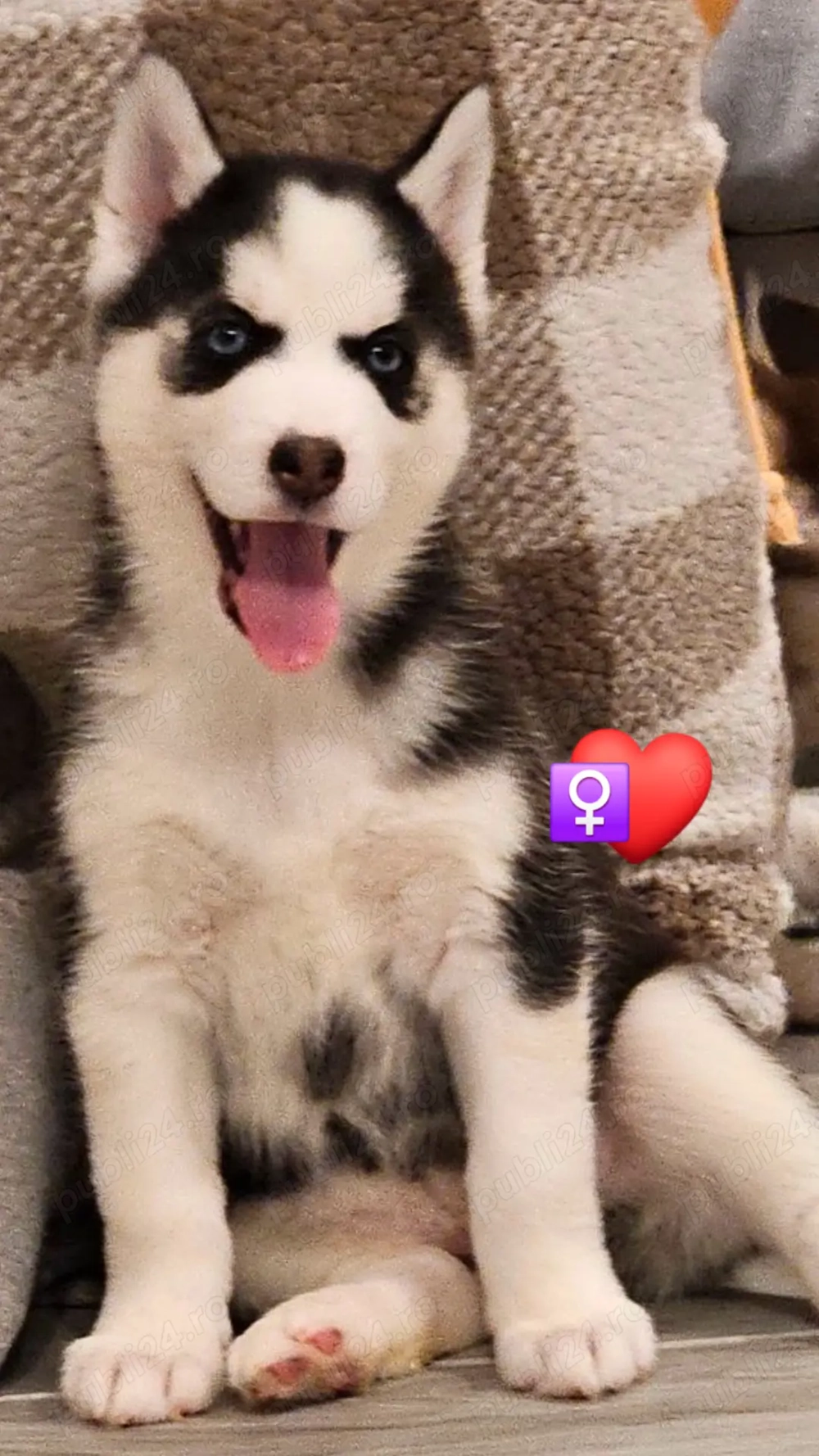  Puiuti Husky Siberian cautam familie