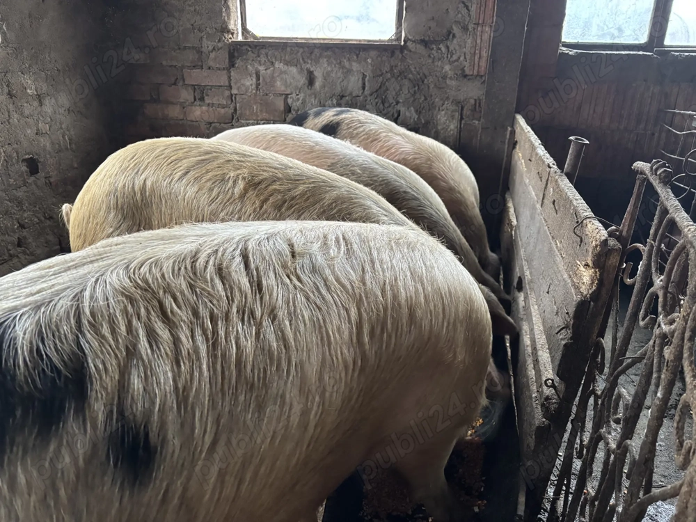 Porci pentru sacrificat