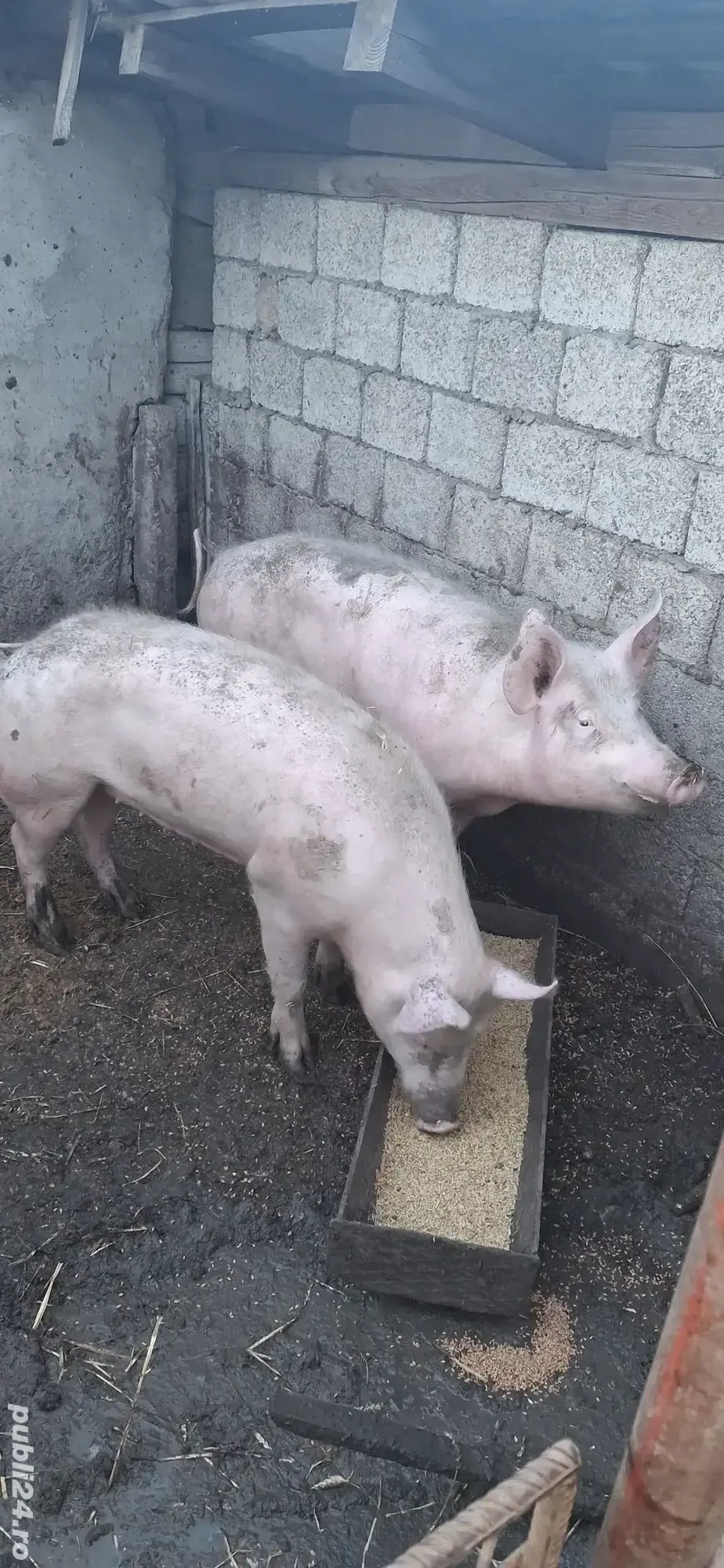 vând porci de carme marele alb cu pietran 