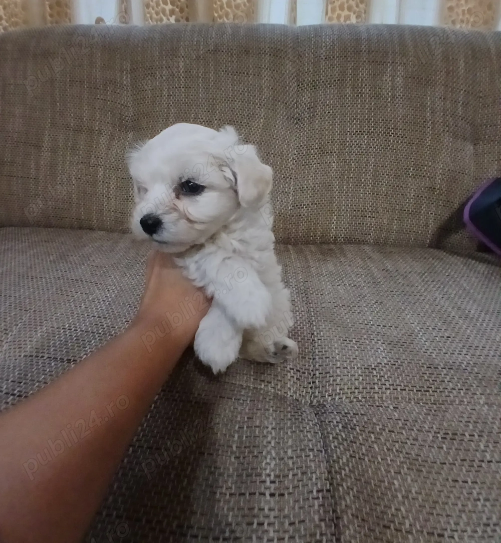 Bichon maltez fetita