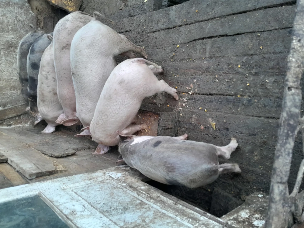 Purcei de casă de vânzare 