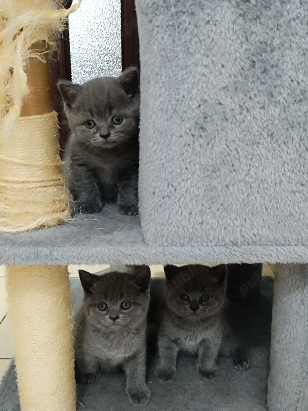 Puiuti superbi din părinți British shorthair 