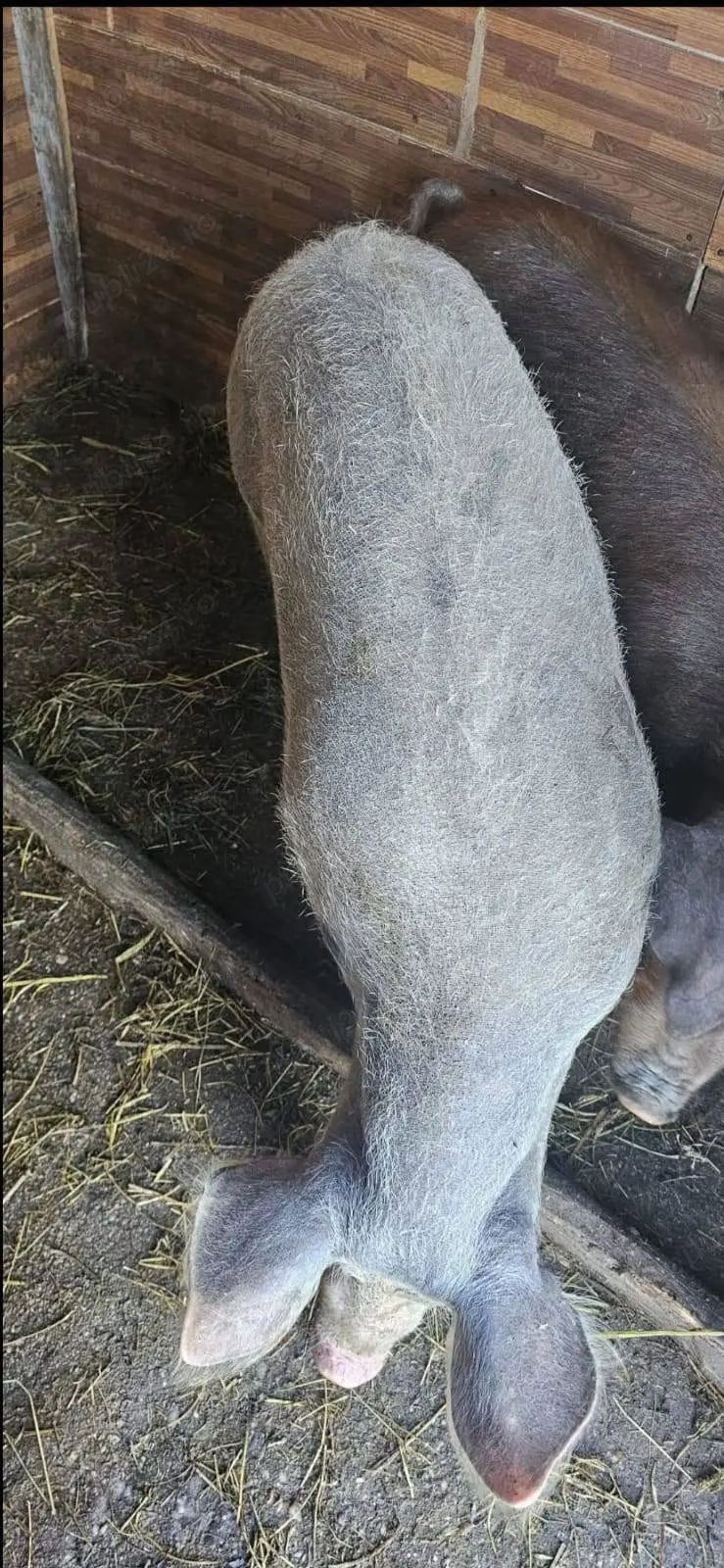 Porci 90-100kg Comuna Lița Asigur Transport