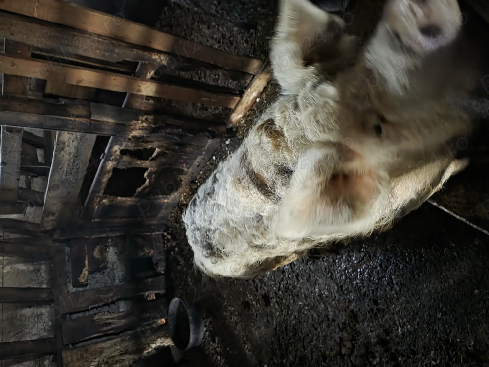 Porci Mangalita Prahova