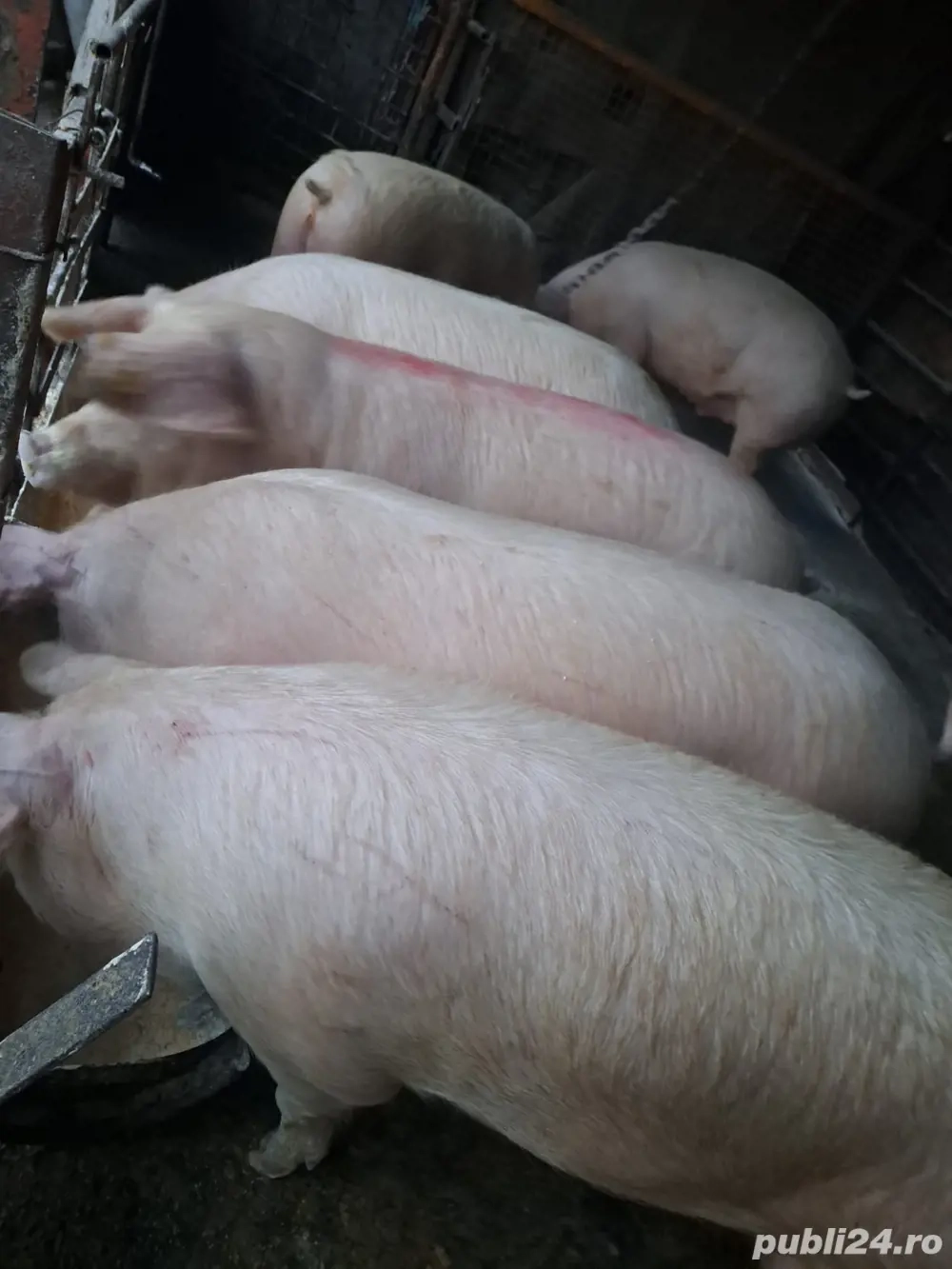 vand porci 15 lei kg