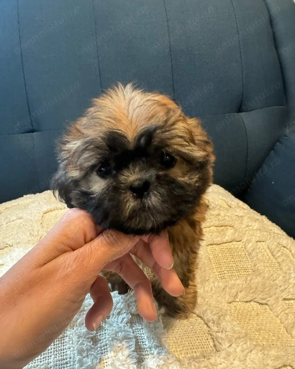 Bichon havanez 650 lei