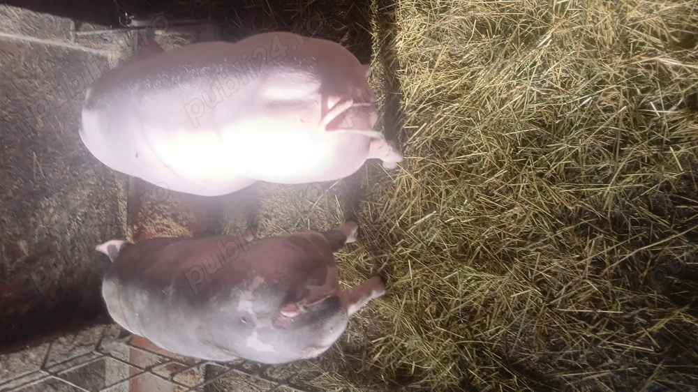 Vand doi porci pietrean incrucisat cu landras