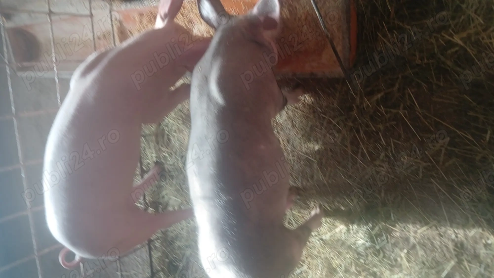 Vand 2 porci pietrean incrucisat cu landras 