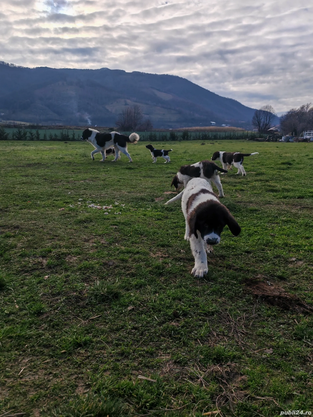 Ciobanesc de Bucovina 