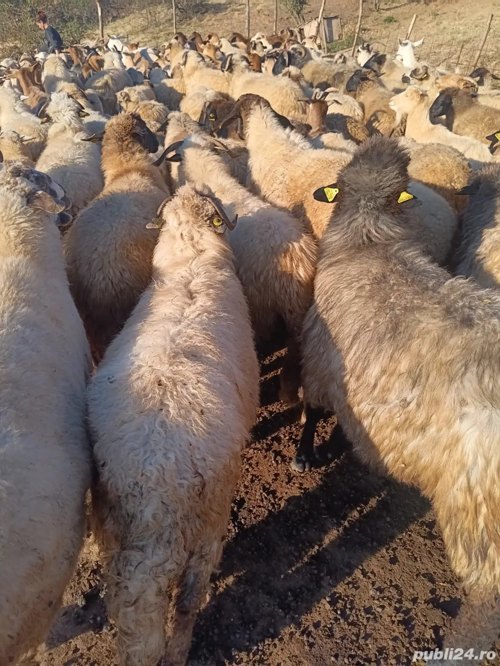 oii capre disponibile