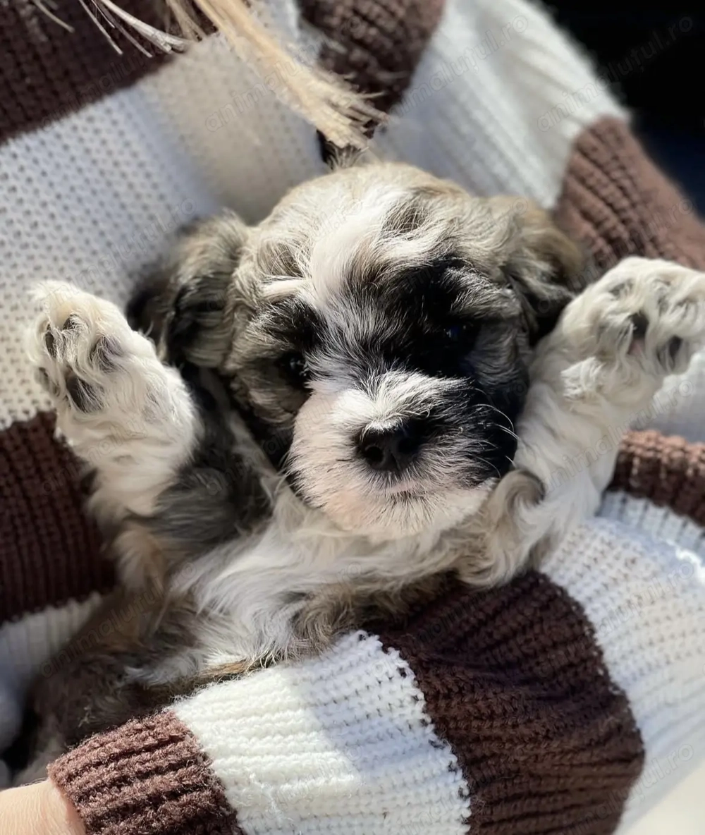 Bichon havanez 650 lei