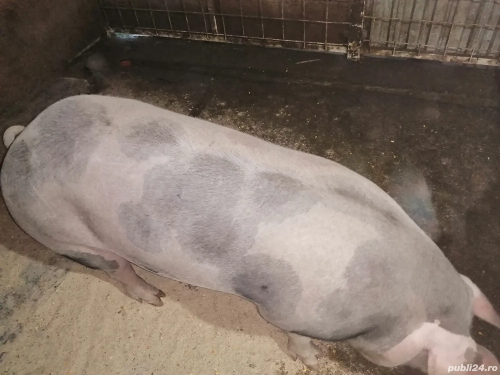 De vânzare, 170-180kg 