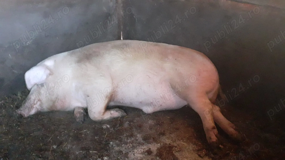 Vând porc 300  kg rasă Landrace