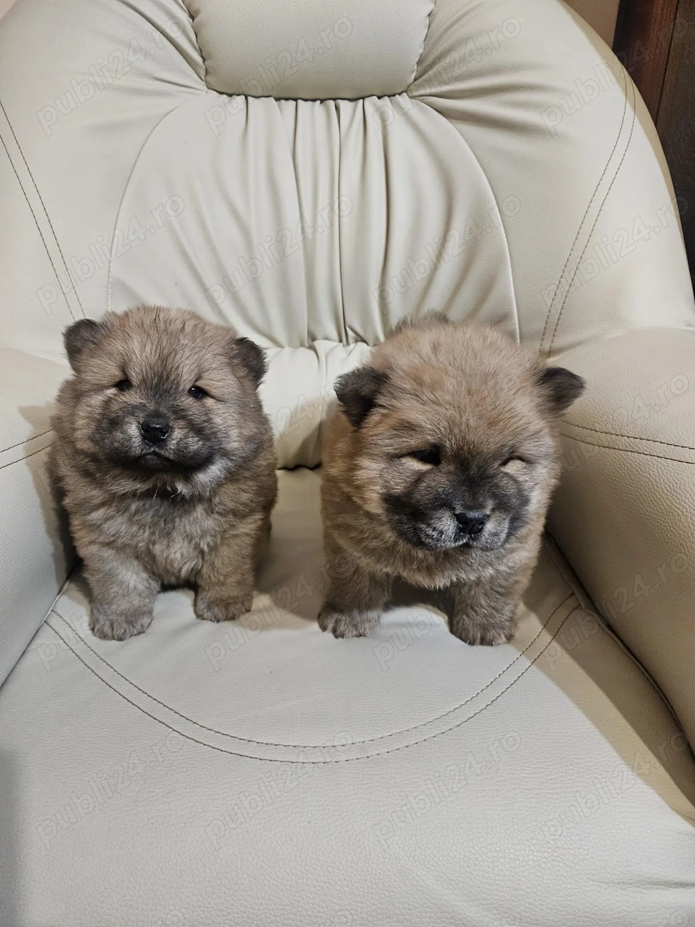 Chow Chow drăgălași