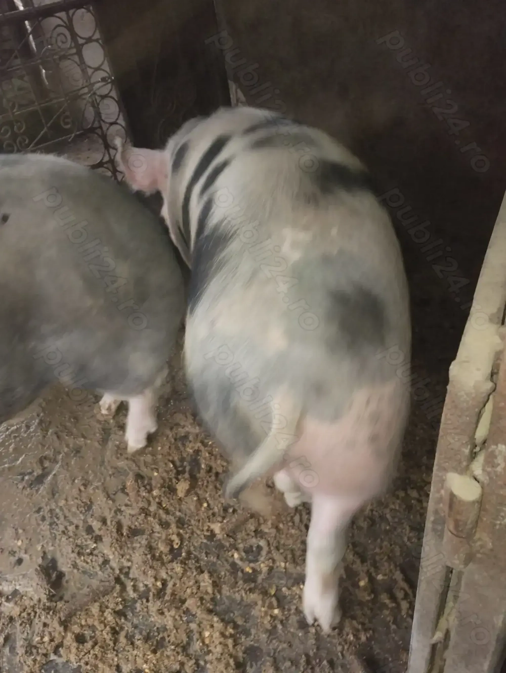 Vând porci pt sacrificat crescuți natural cu greutate 160-180 kg.