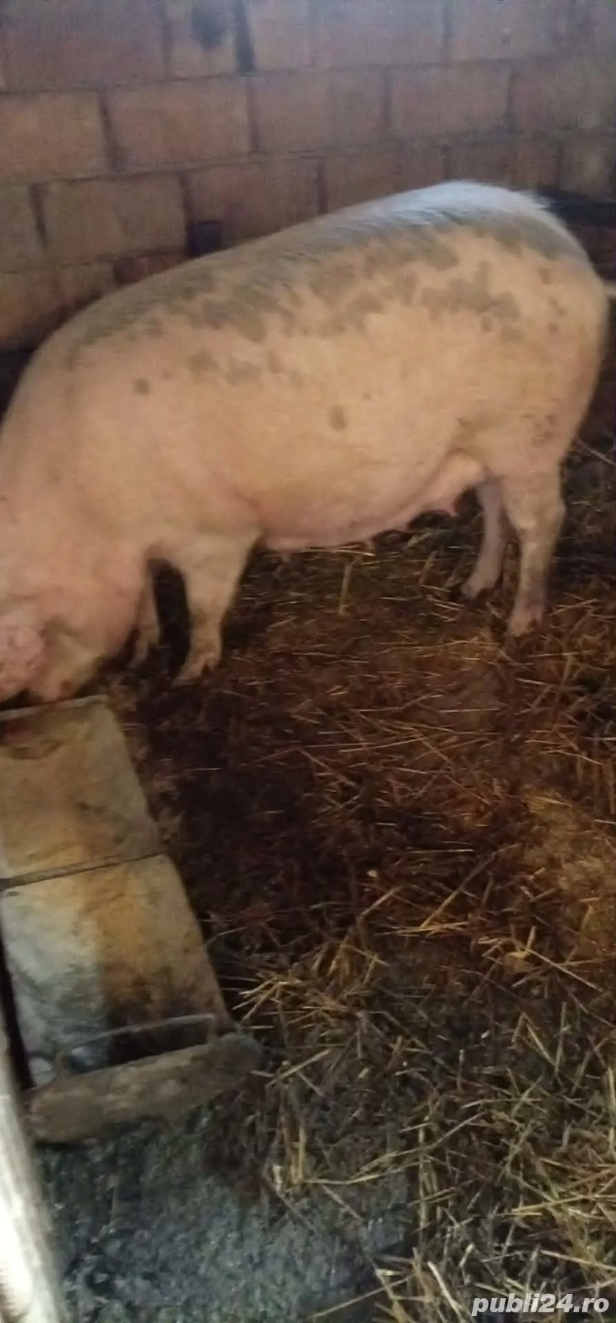 Scrofita la prima fatare de vanzare 