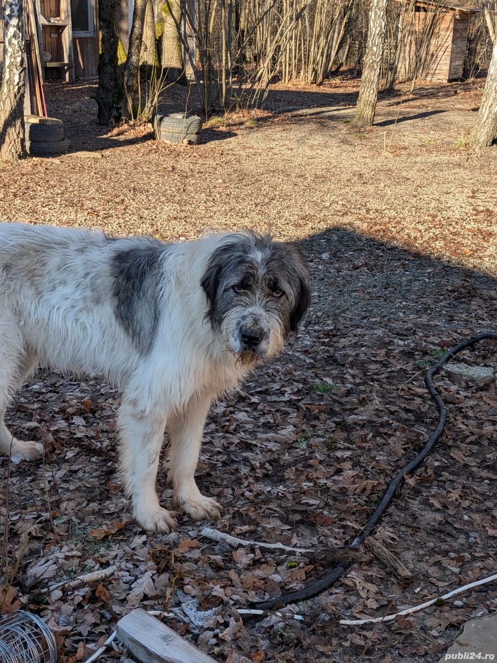 Ciobanesc de Mioritic Bucovina