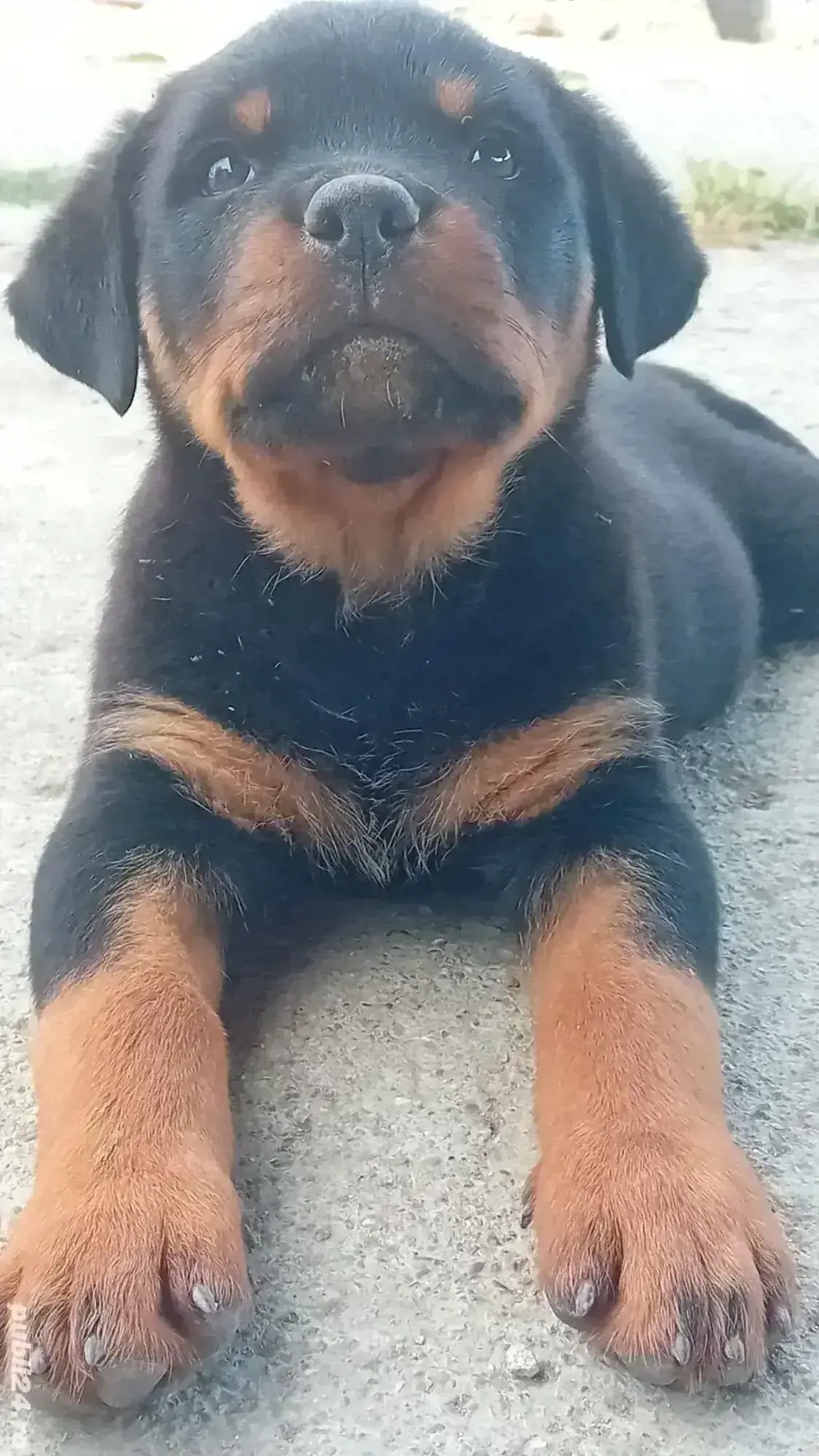 Vand Puiuti Rottweiler 