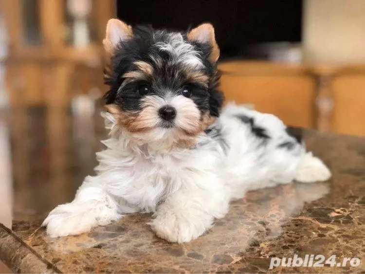 Asigur transport !!! Pui Yorkshire Terrier Biewer mascul cu Pedigree !!!