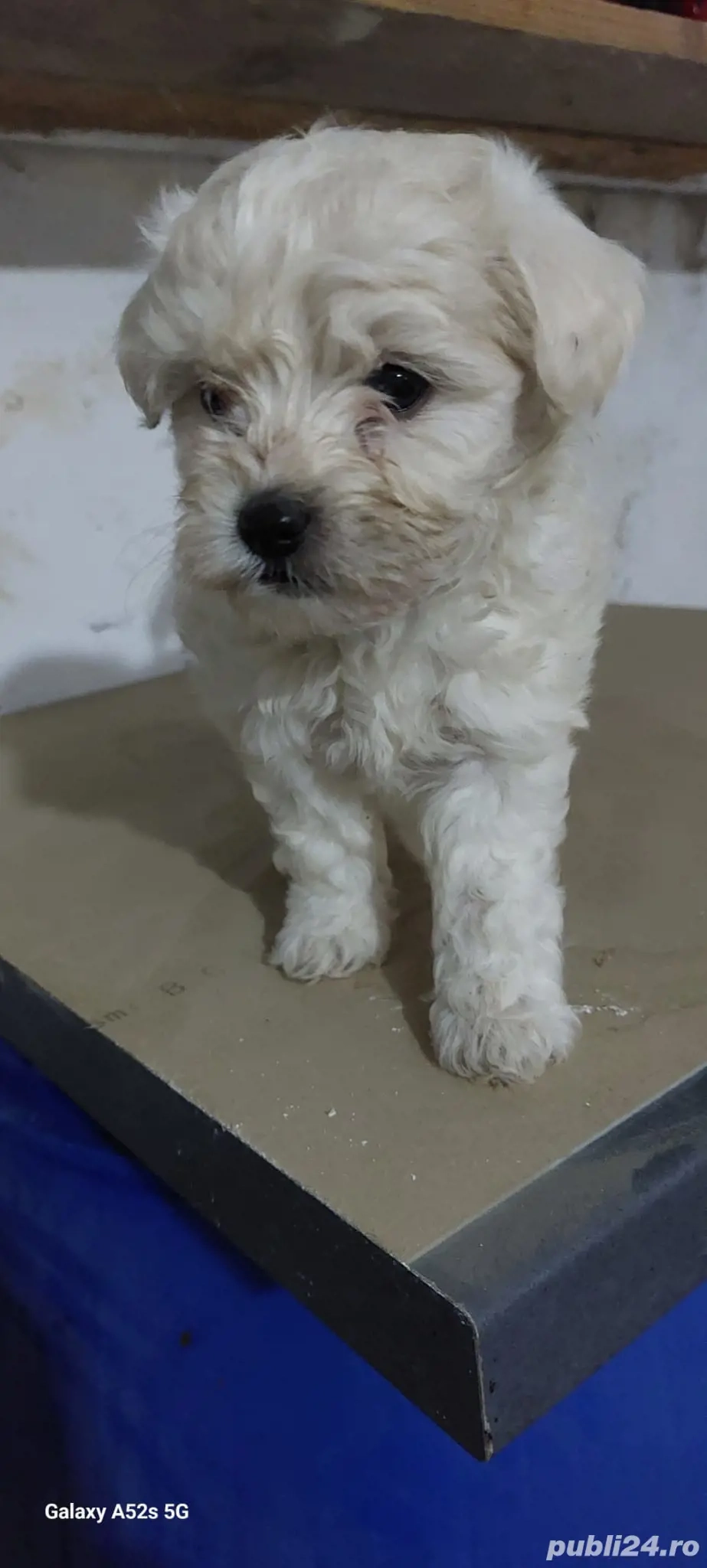 vând cățeii bichon în vârstă de 2 luni  7 fete si 3 băieții 