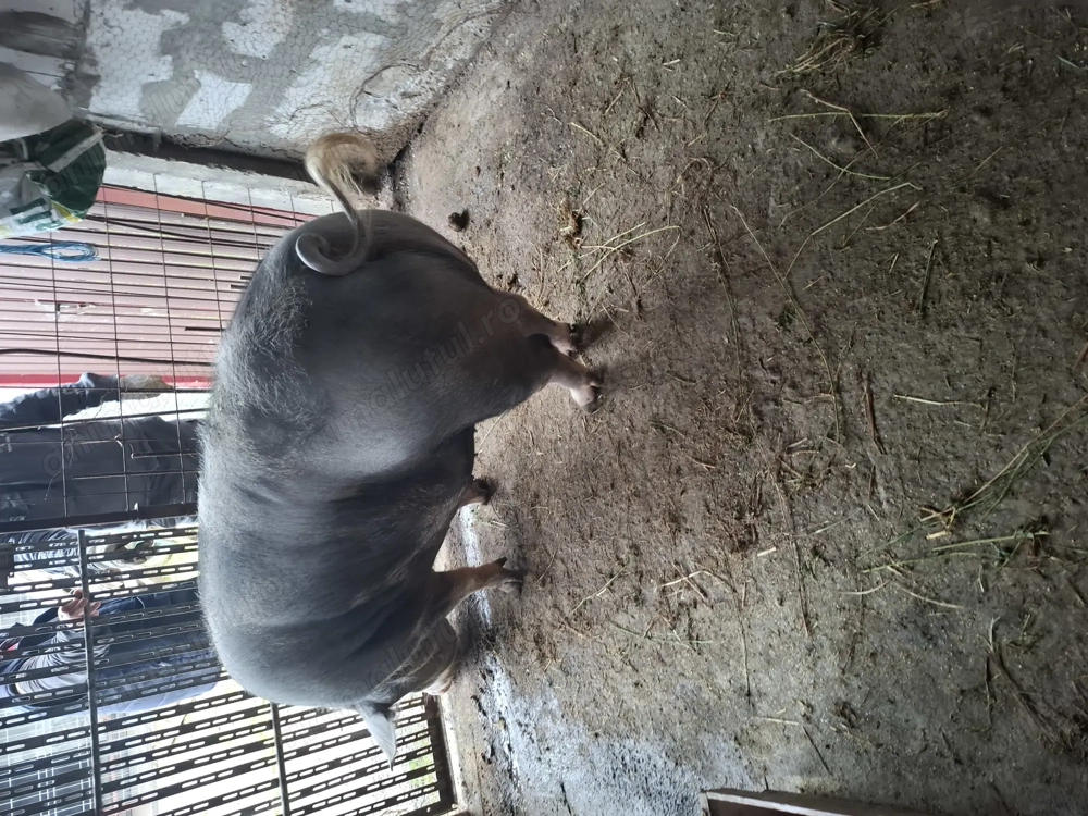 Porc de tara rasa pietran ,16 lei kg 