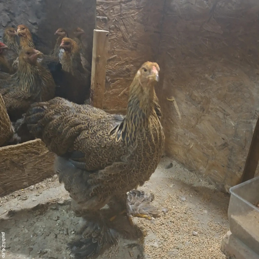 Gaini Brahma tineret