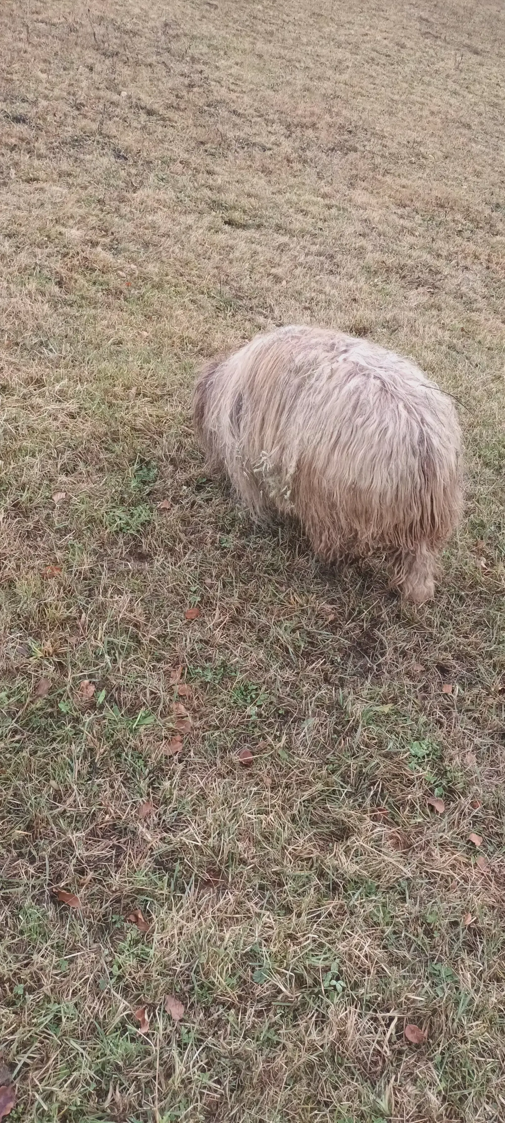 Vîd notină din primăvă rasă bucătărie Vadu Moților.Alba iulia 