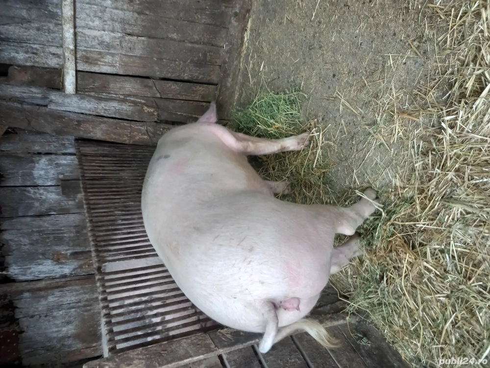 Vand purcica 130-140kg