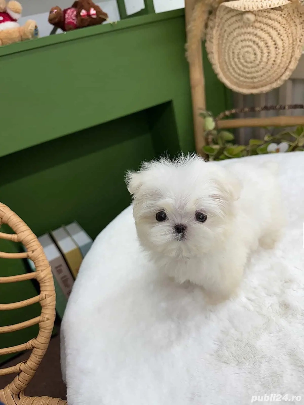 Bichon maltez mini toy poze reale 