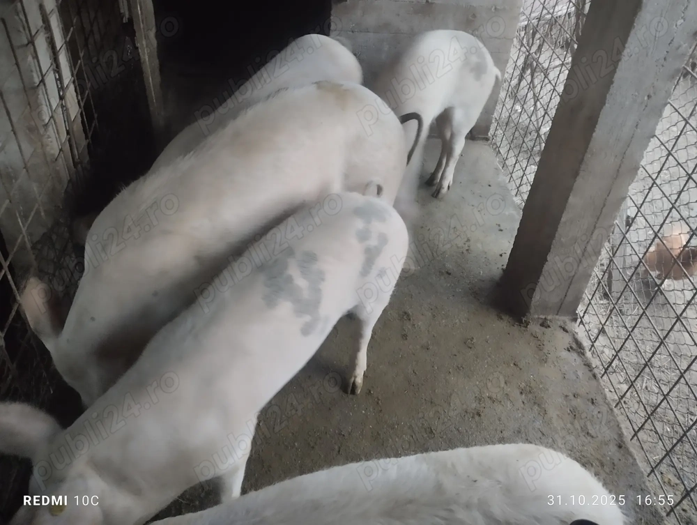 Schimb porc cu vițel 