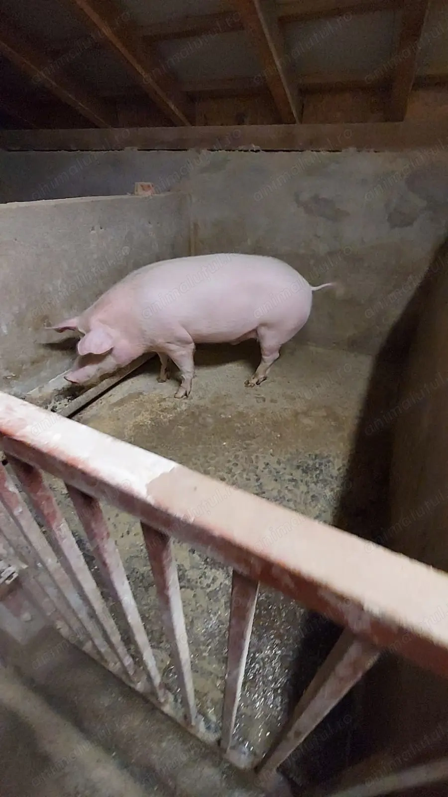 Vând porci de carne