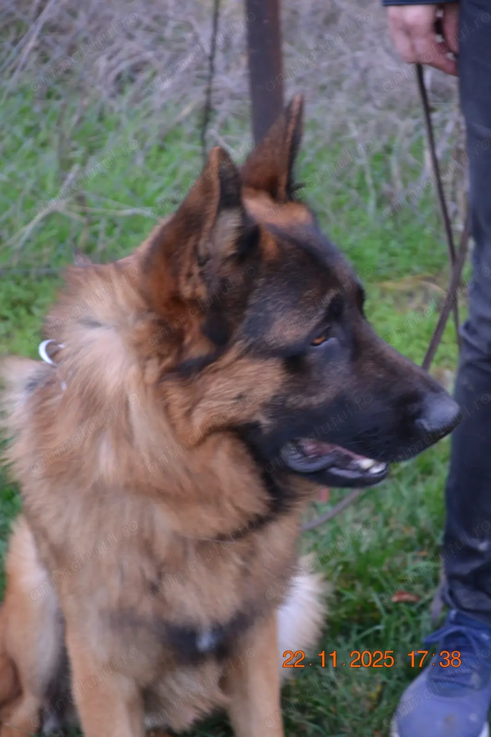 Ciobanes german de top